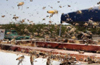 Belthangady: Man dies in Bee Attack at Killur